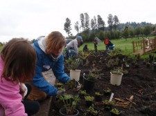 planting a rain garden with students