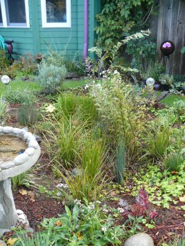 residential rain garden