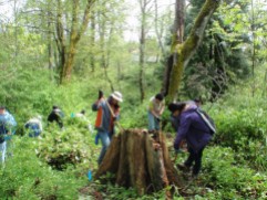 Mt. Hood Community College students help with invasive weed maintenance.