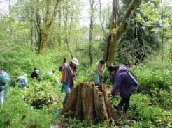 Mt. Hood Community College students help with invasive weed maintenance.
