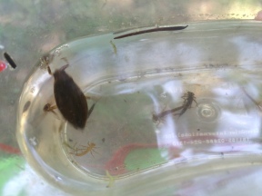 aquatic macro-invertebrate sampling activity (mayfly larvae and predacious water beetle)